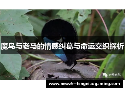 魔鸟与老马的情感纠葛与命运交织探析